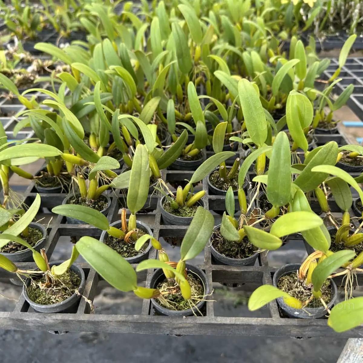 Bulbophyllum odoratissimum - Bulbophyllum odoratissimum