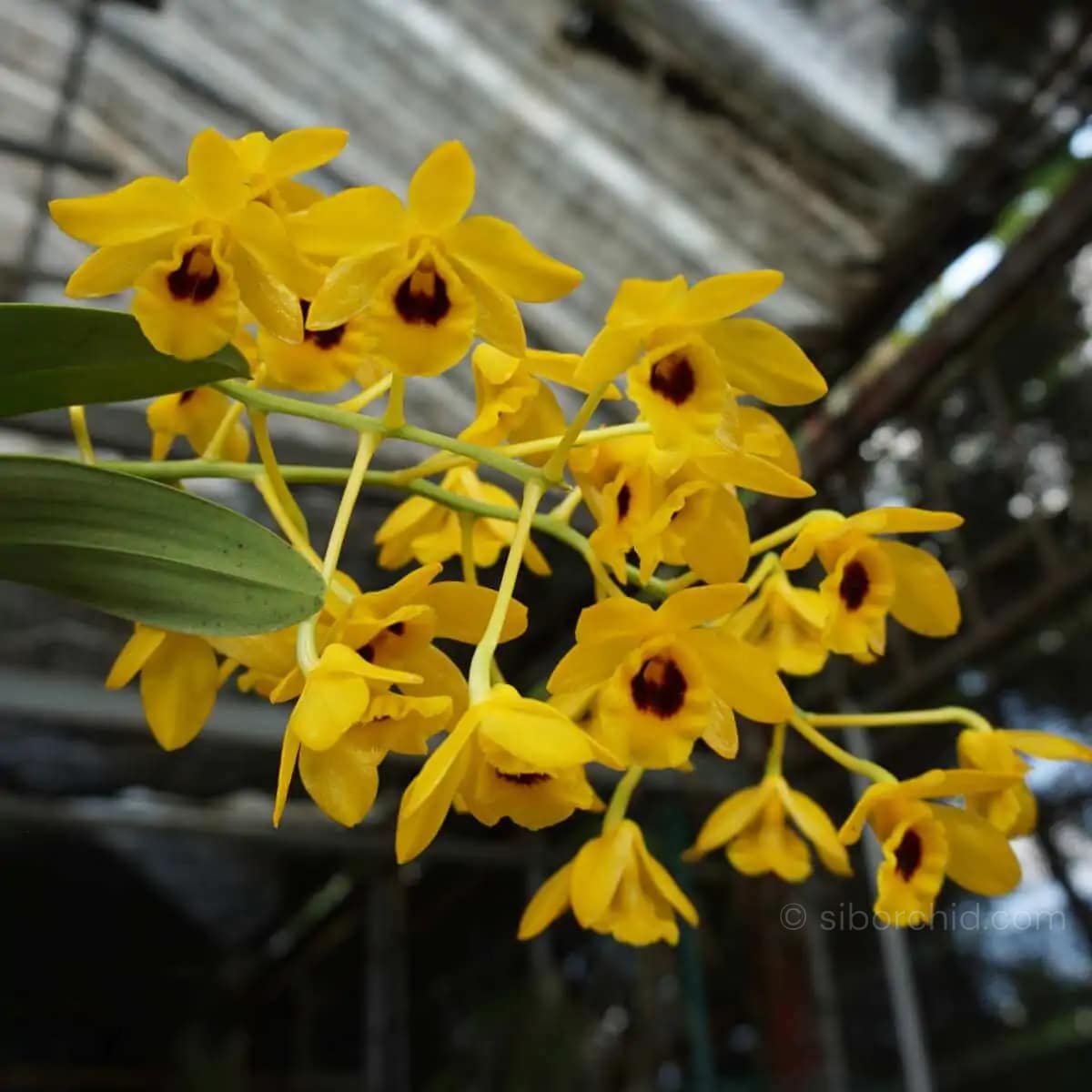 Dendrobium chrysotoxum var. suavissimum (Blooming Size) - _Dendrobium_chrysotoxum