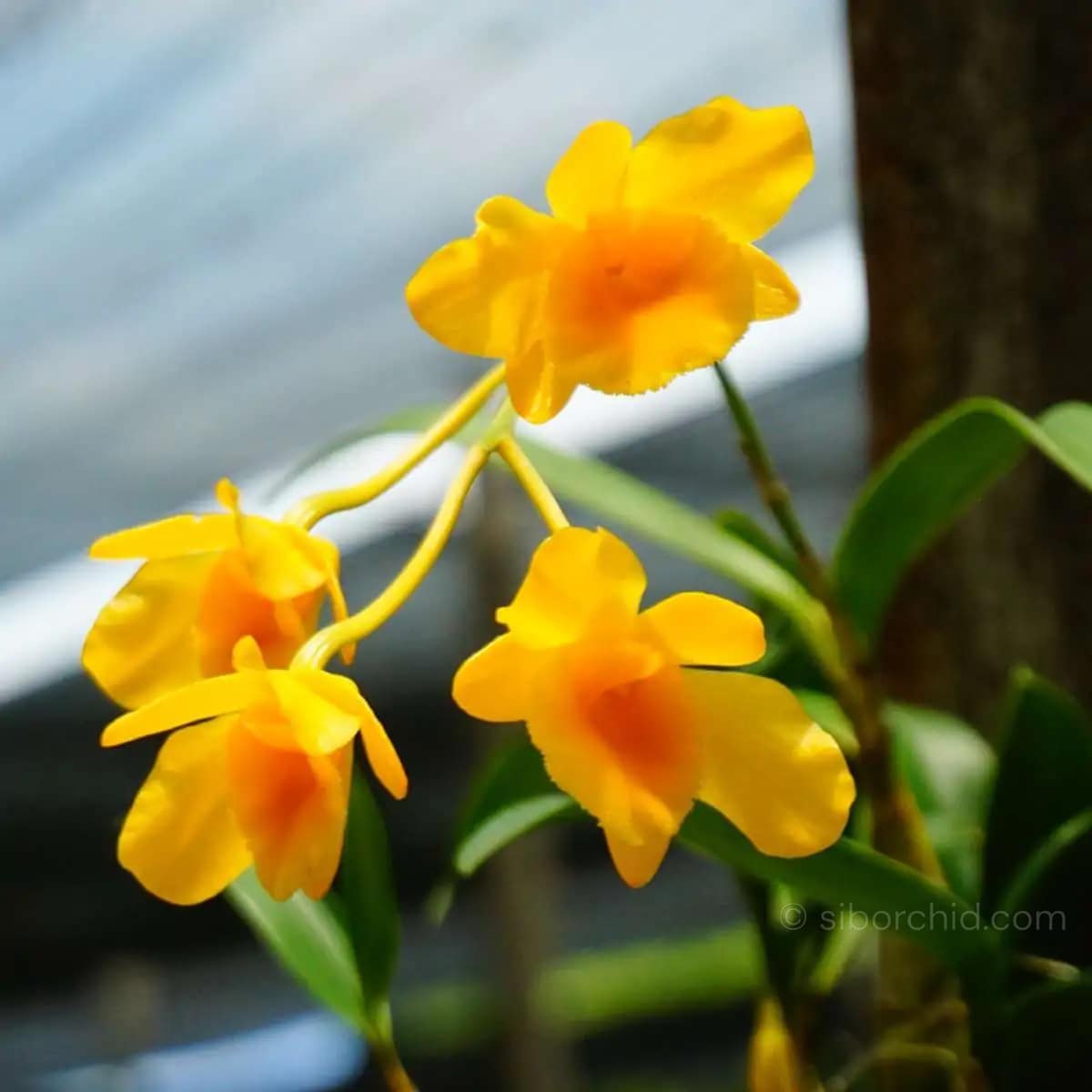 Dendrobium chrysotoxum - Dendrobium chrysotoxum