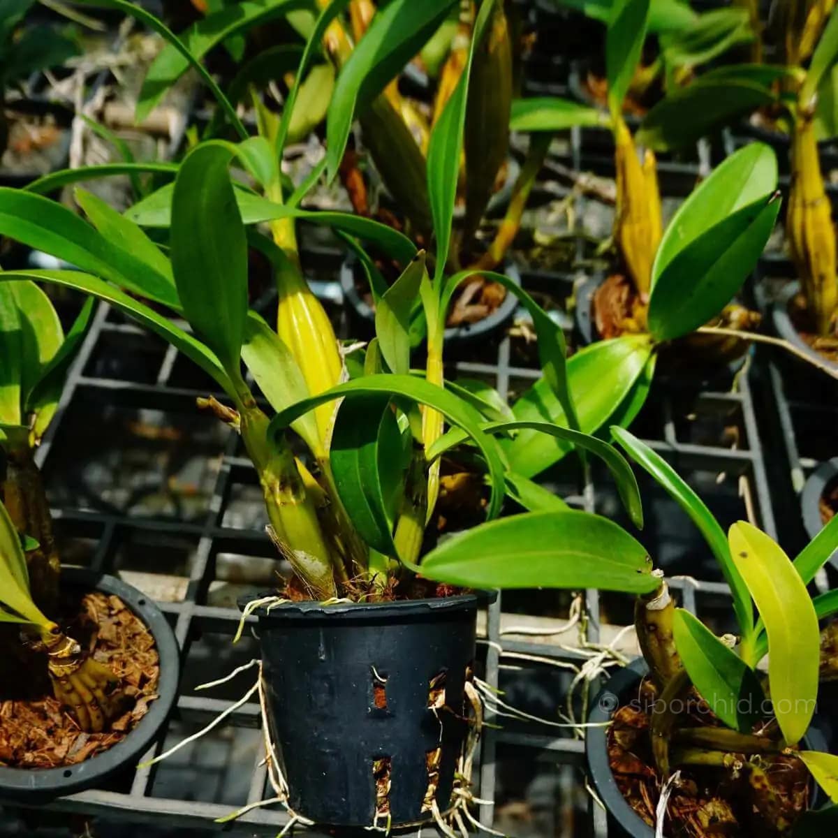 Dendrobium chrysotoxum - Dendrobium chrysotoxum