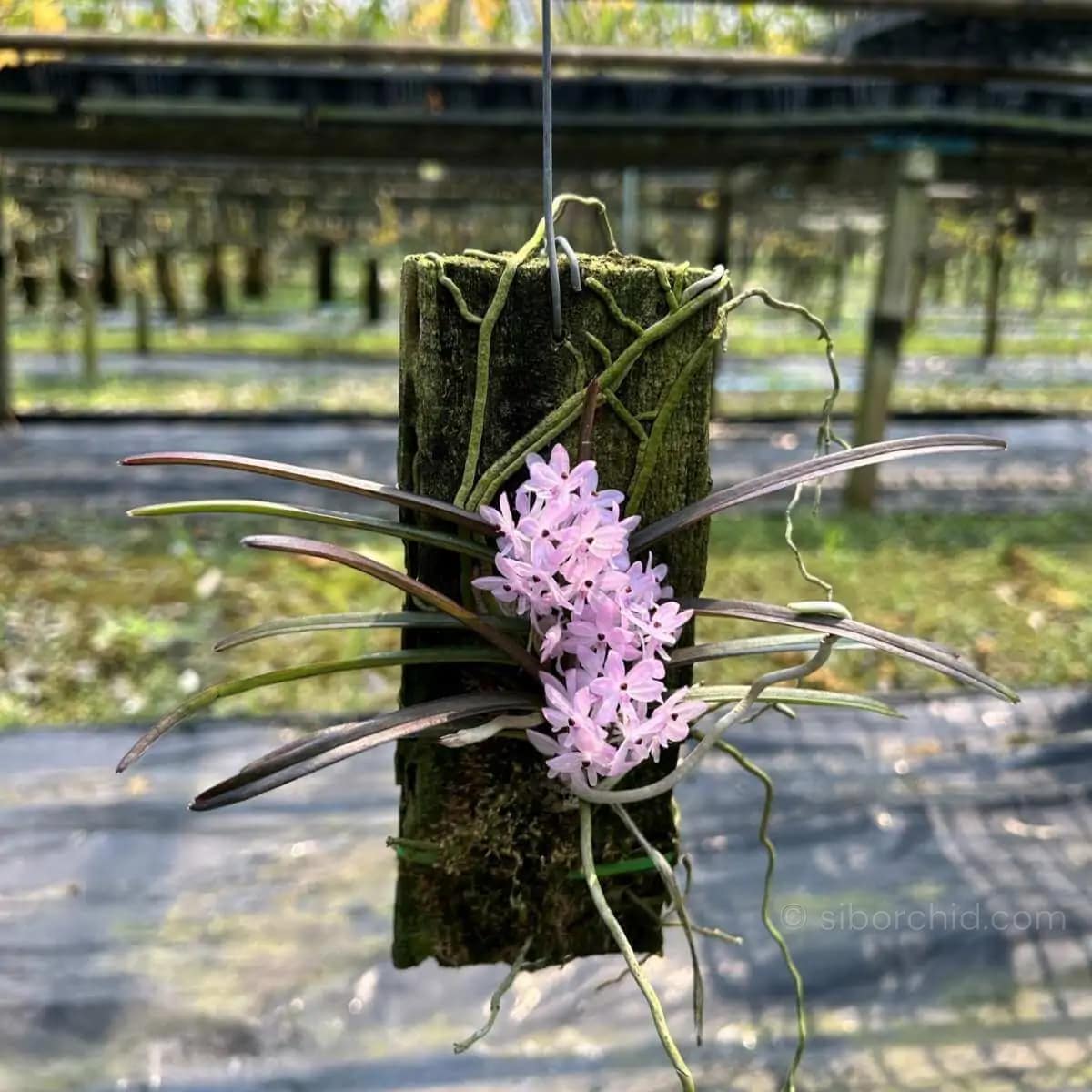 Ascocentrum christensonianum - Ascocentrum christensonianum