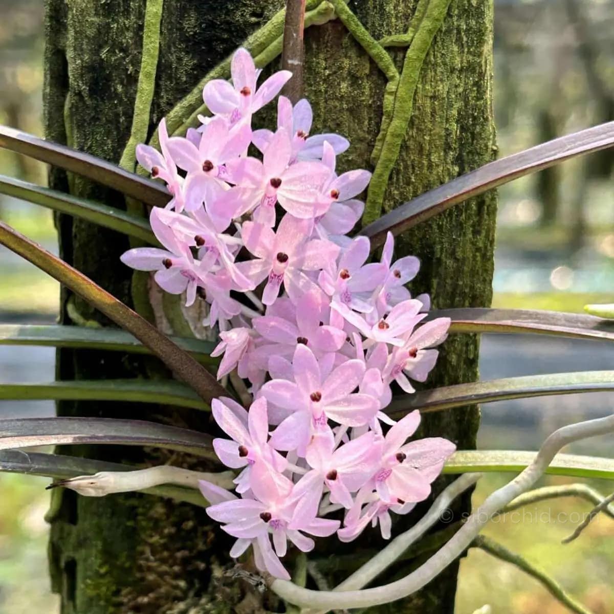 Ascocentrum christensonianum - Ascocentrum christensonianum