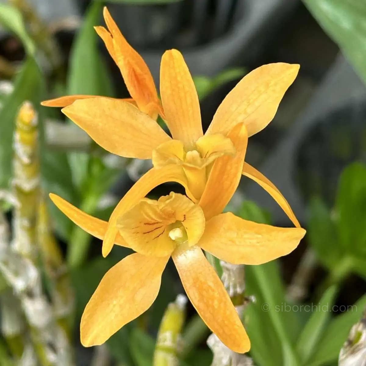 Dendrobium Hybrid unicum