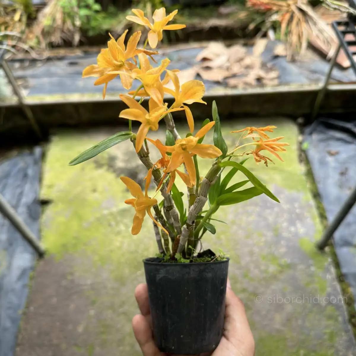 Dendrobium Hybrid unicum