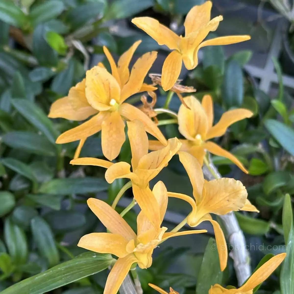 Dendrobium Hybrid unicum