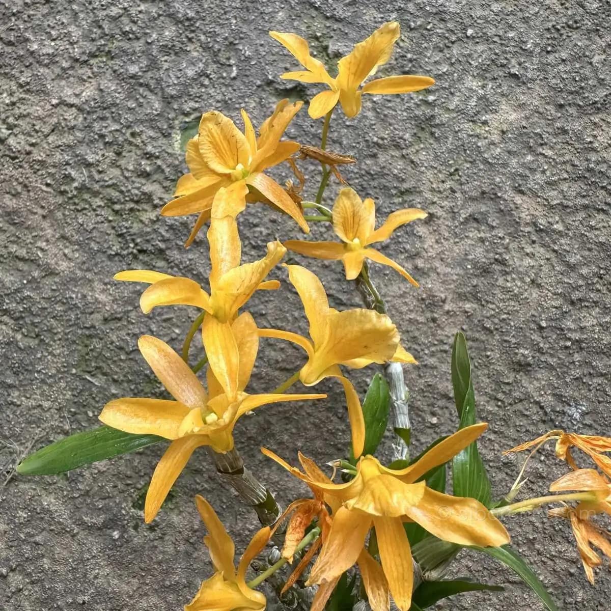 Dendrobium Hybrid unicum