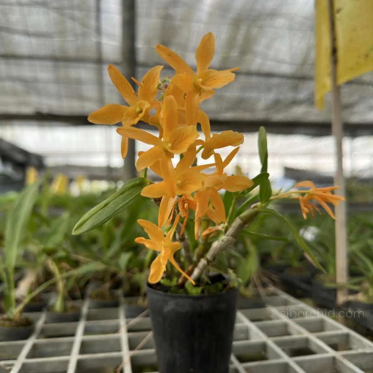 Dendrobium Hybrid unicum
