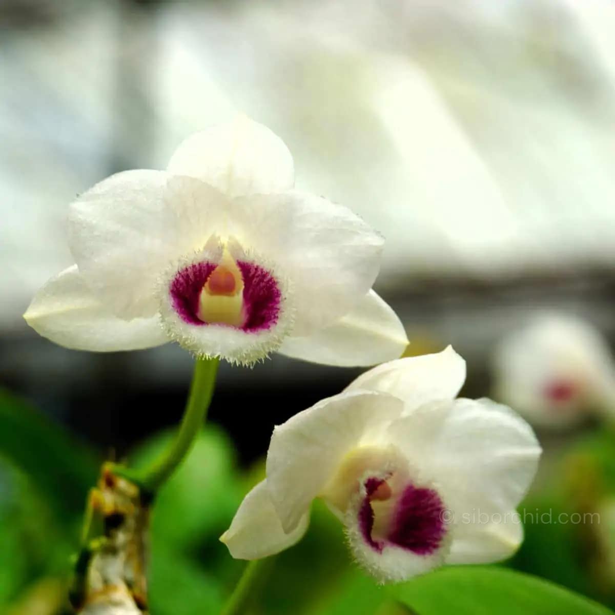 Dendrobium parishii Semi Alba - Dendrobium parishii var. semi-alba 4N