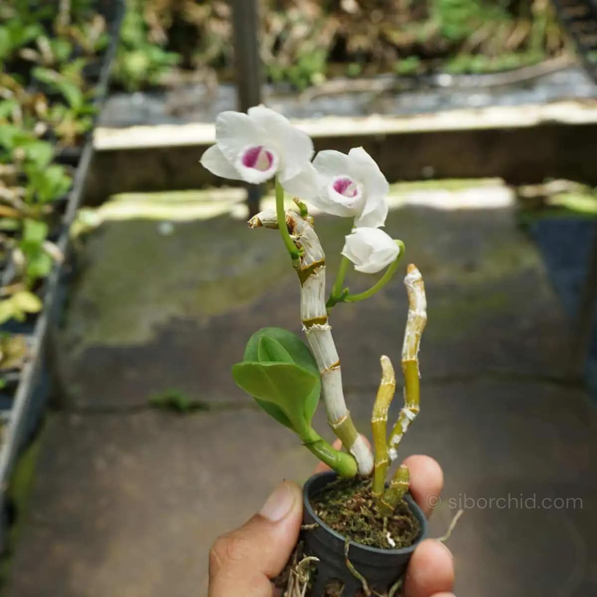Dendrobium parishii Semi Alba - Dendrobium parishii var. semi-alba 4N