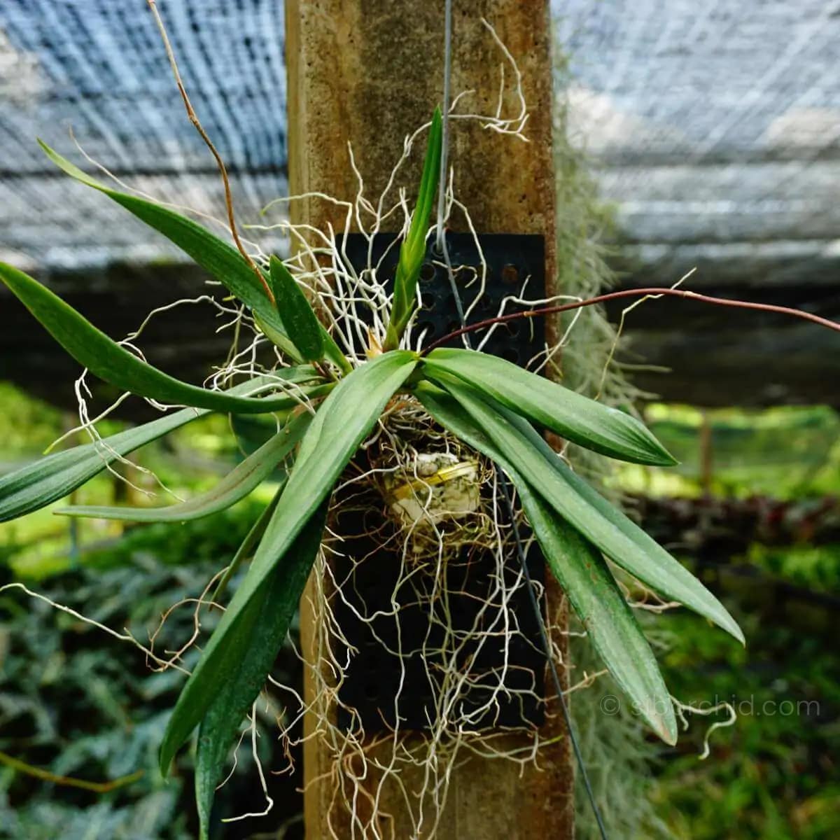 Ionopsis utricularioides - Ionopsis Utricularioides