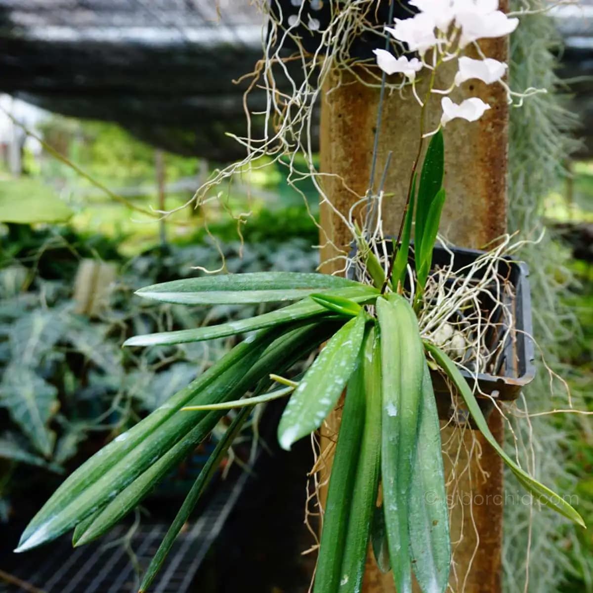 Ionopsis utricularioides - Ionopsis Utricularioides
