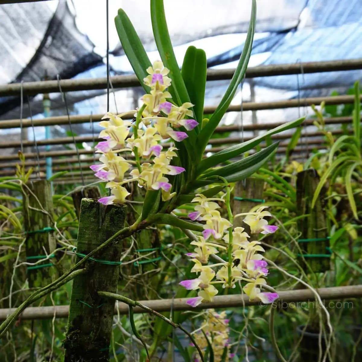 Aerides houlettiana - Aerides houlettiana