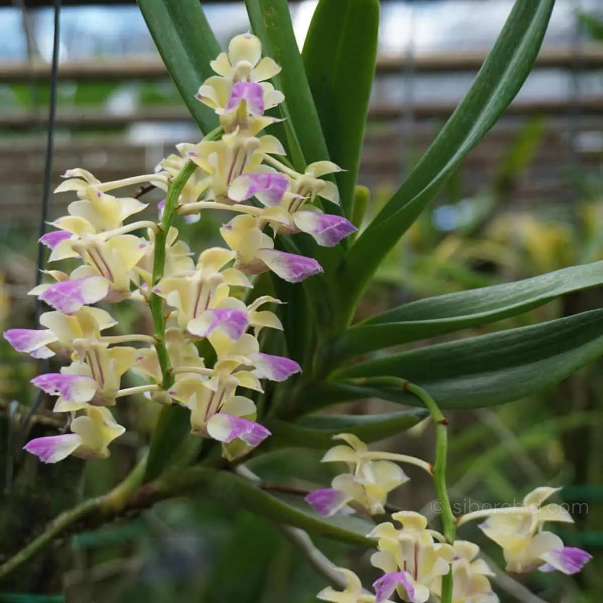 Aerides houlettiana - Aerides houlettiana