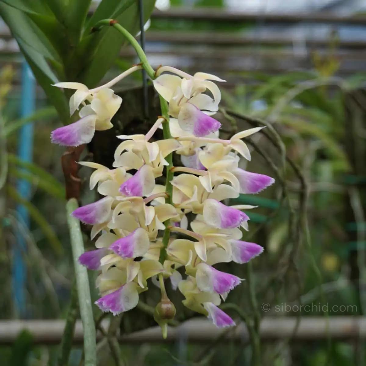 Aerides houlettiana - Aerides houlettiana