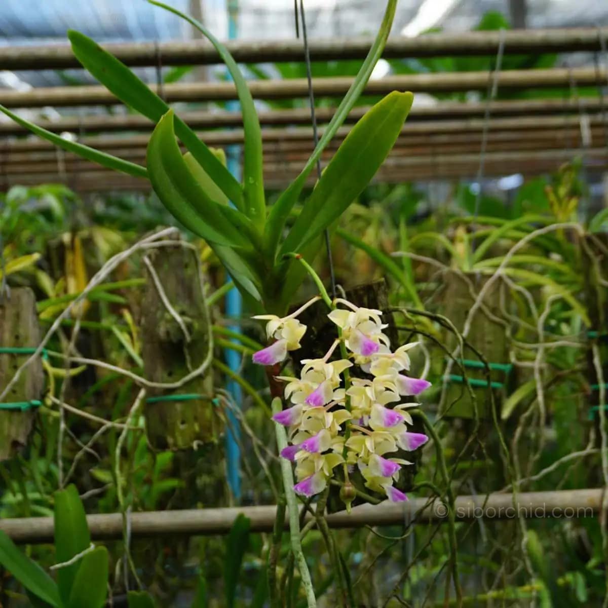 Aerides houlettiana - Aerides houlettiana