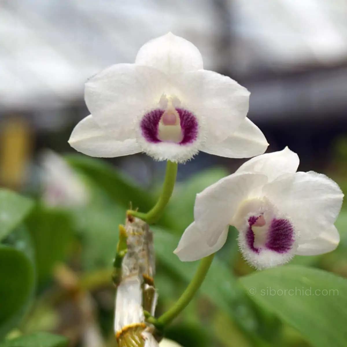 Dendrobium parishii Semi Alba - Dendrobium parishii var. semi-alba 4N