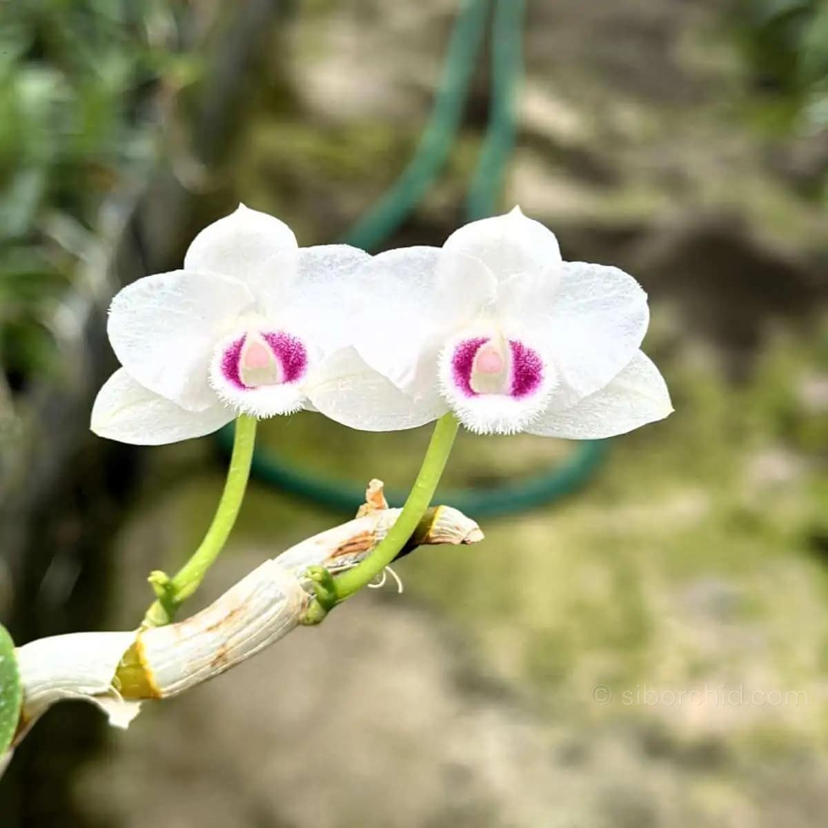 Dendrobium parishii Semi Alba - Dendrobium parishii var. semi-alba 4N