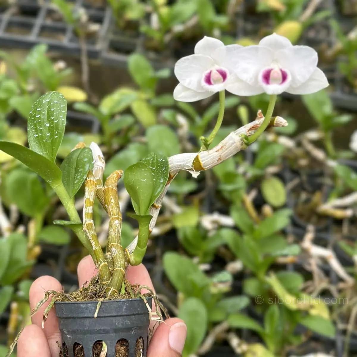 Dendrobium parishii Semi Alba - Dendrobium parishii var. semi-alba 4N