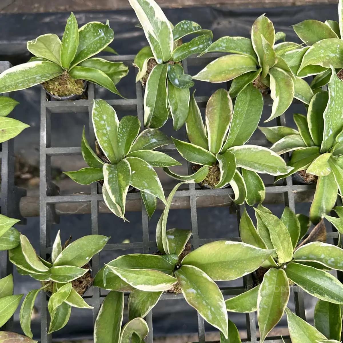 Hoya Kenejiana Albo Marginata