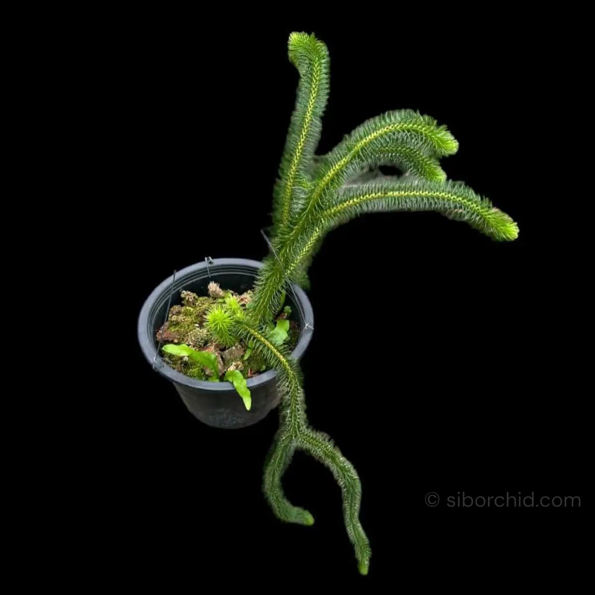 Huperzia Squarrosa