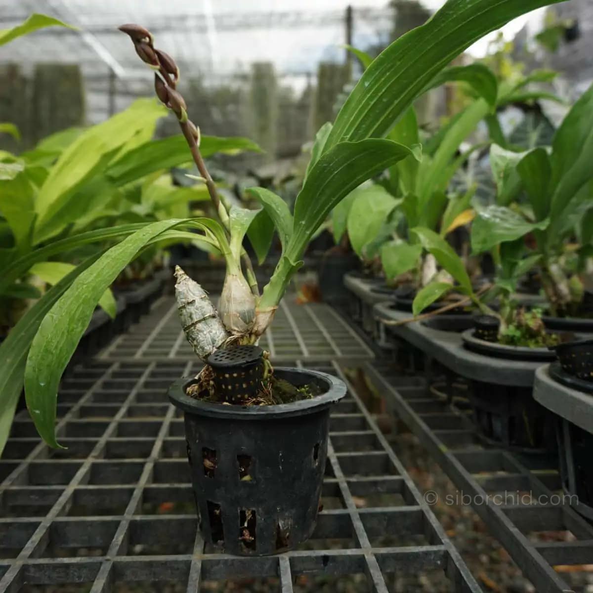 Catasetum tenebrosum - catasetum-tenebrosum