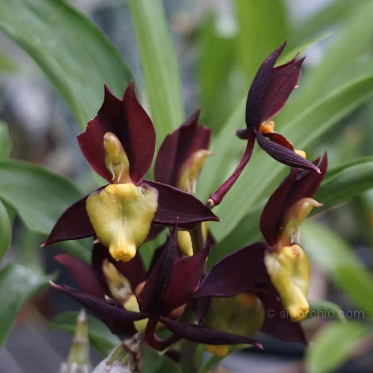 Catasetum tenebrosum - catasetum-tenebrosum