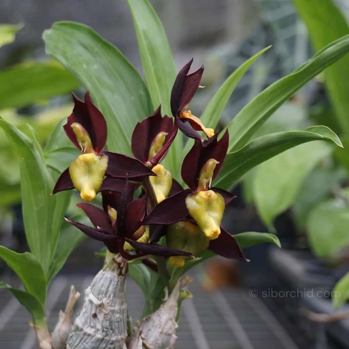 Catasetum tenebrosum - catasetum-tenebrosum