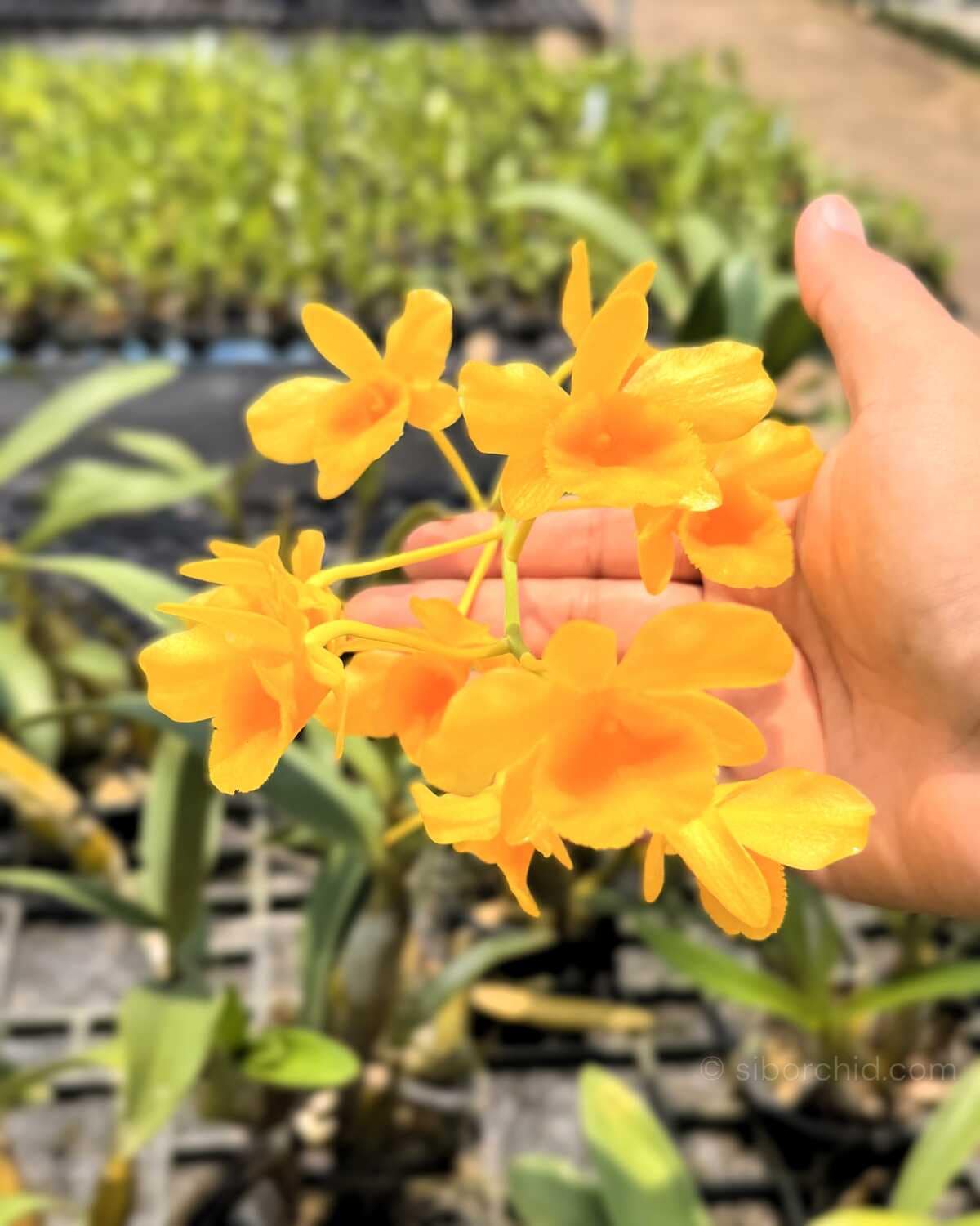 Dendrobium chrysotoxum - Dendrobium chrysotoxum