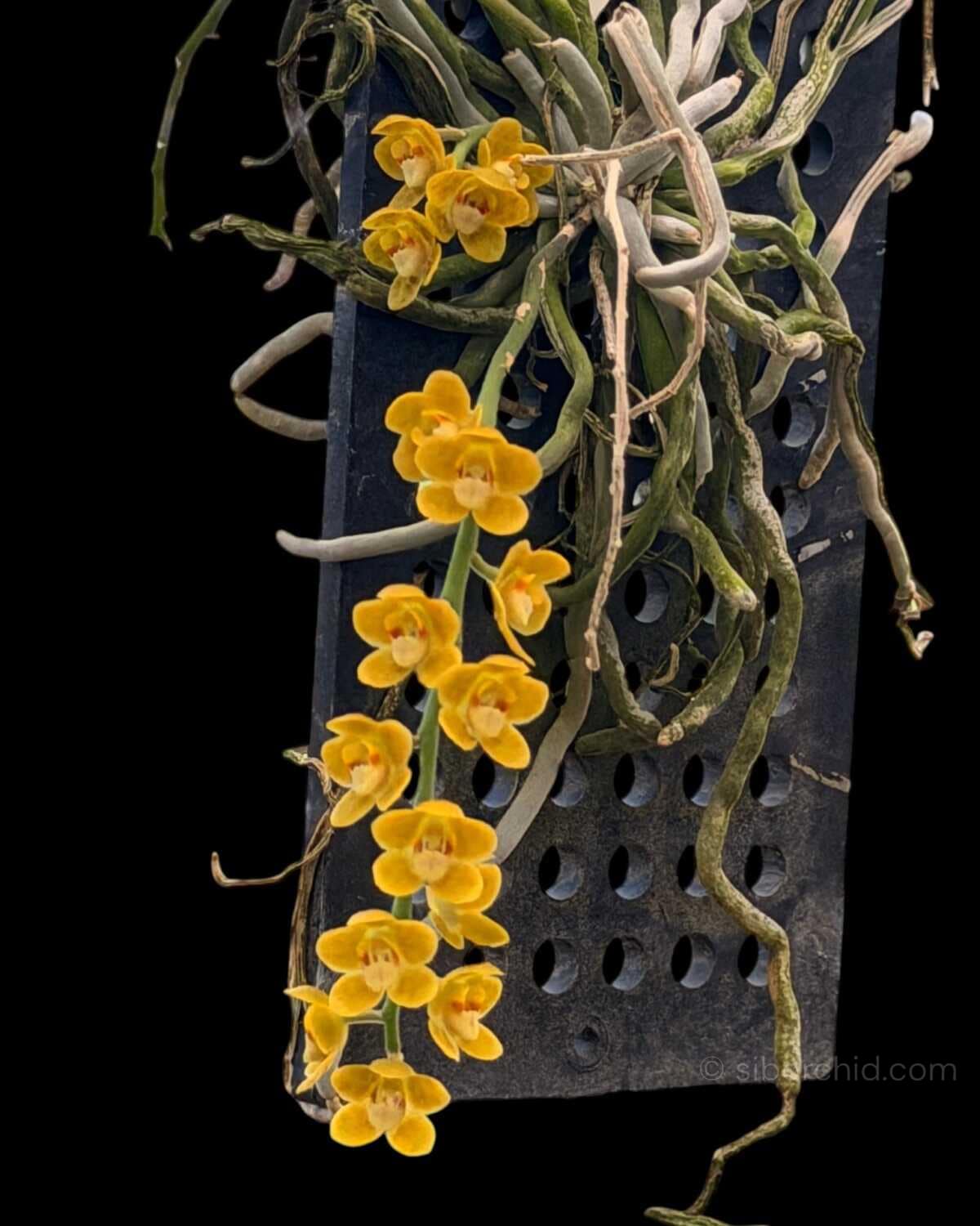 Chiloschista nakornpanomensis
