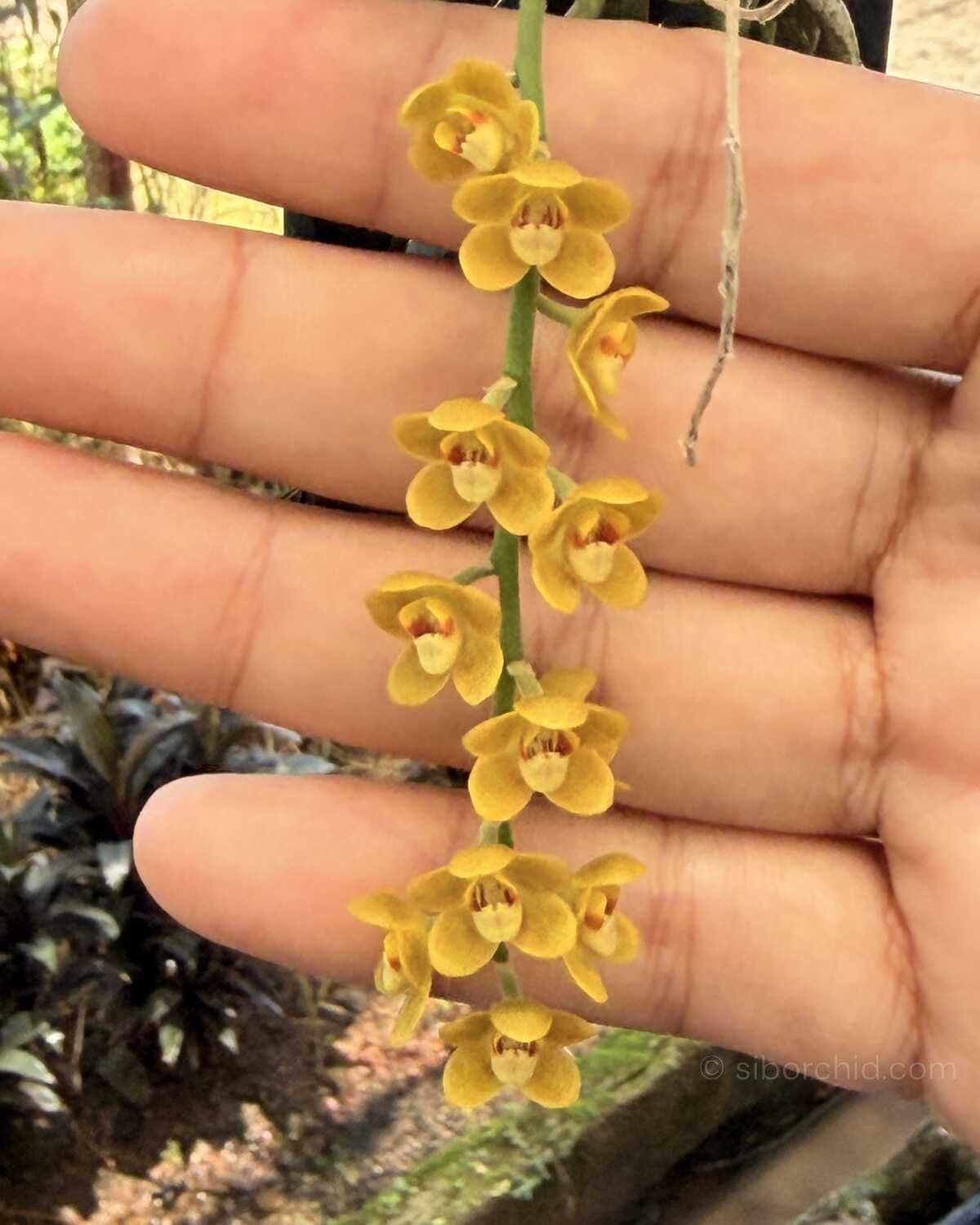 Chiloschista nakornpanomensis