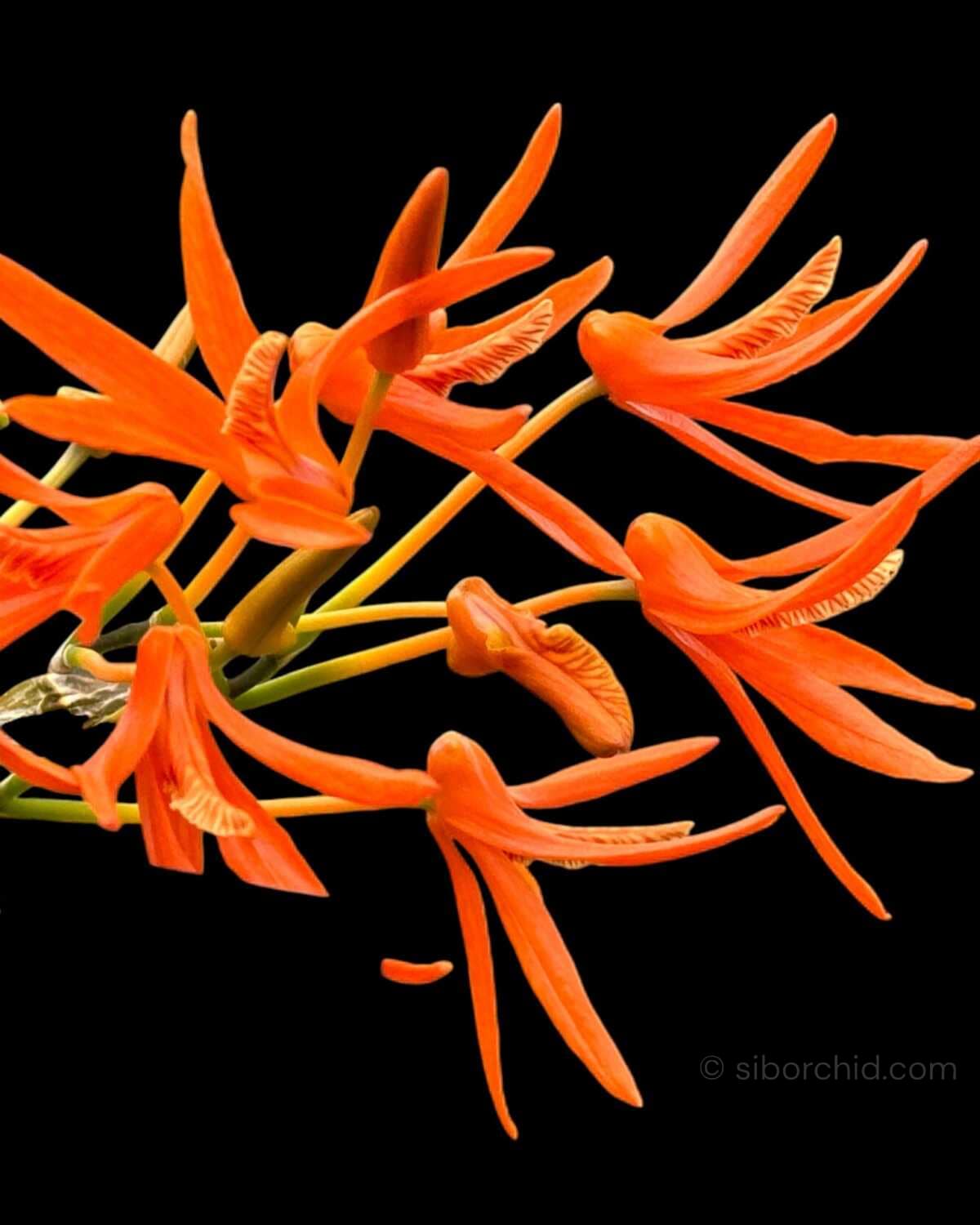 Dendrobium lamyaiae - Dendrobium lamyaiae