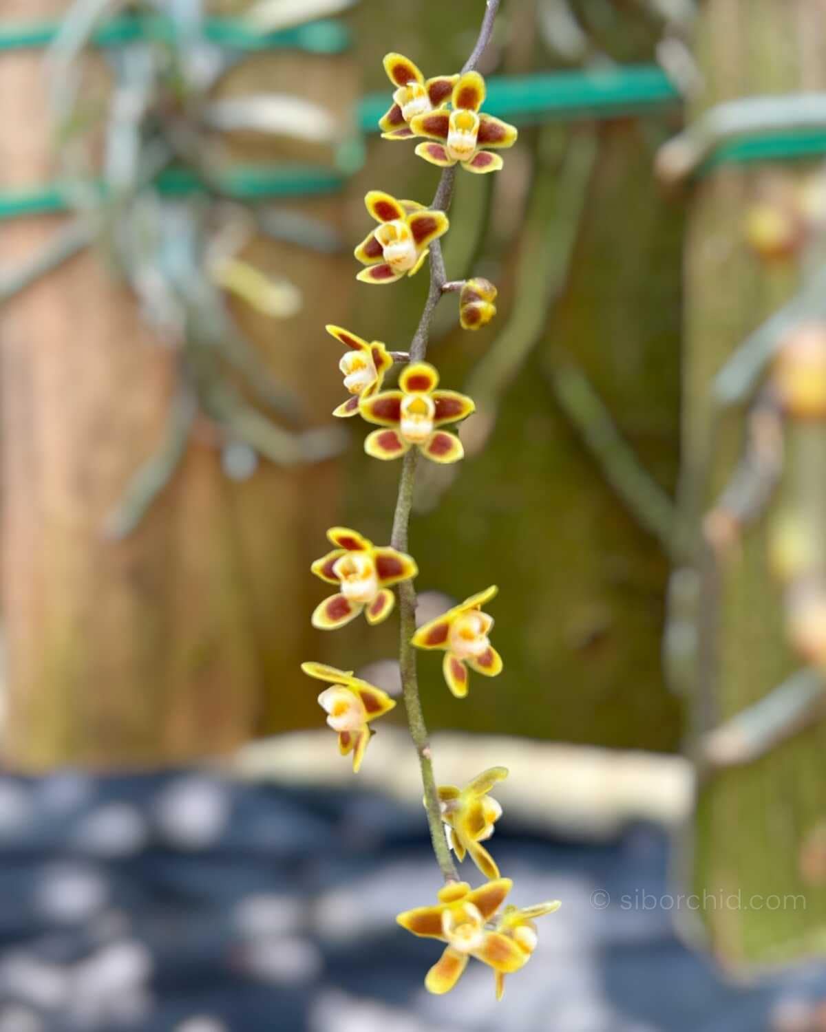 Chiloschista ramifera - Chiloschista ramifera