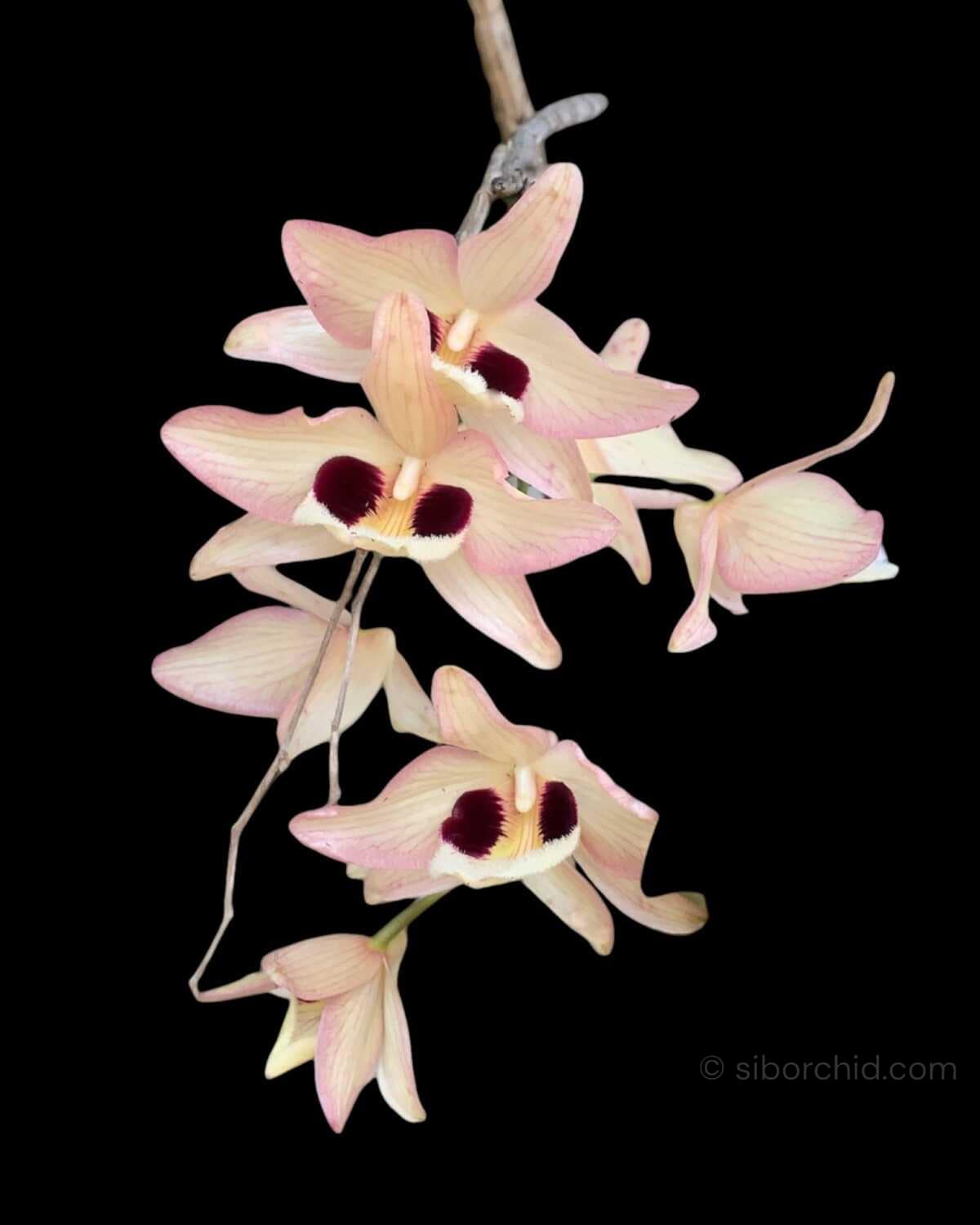 Dendrobium pulchellum - Dendrobium pulchellum