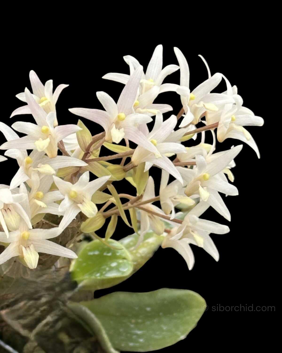 Eria obesa (Well Size) - Eria obesa (Well Size)