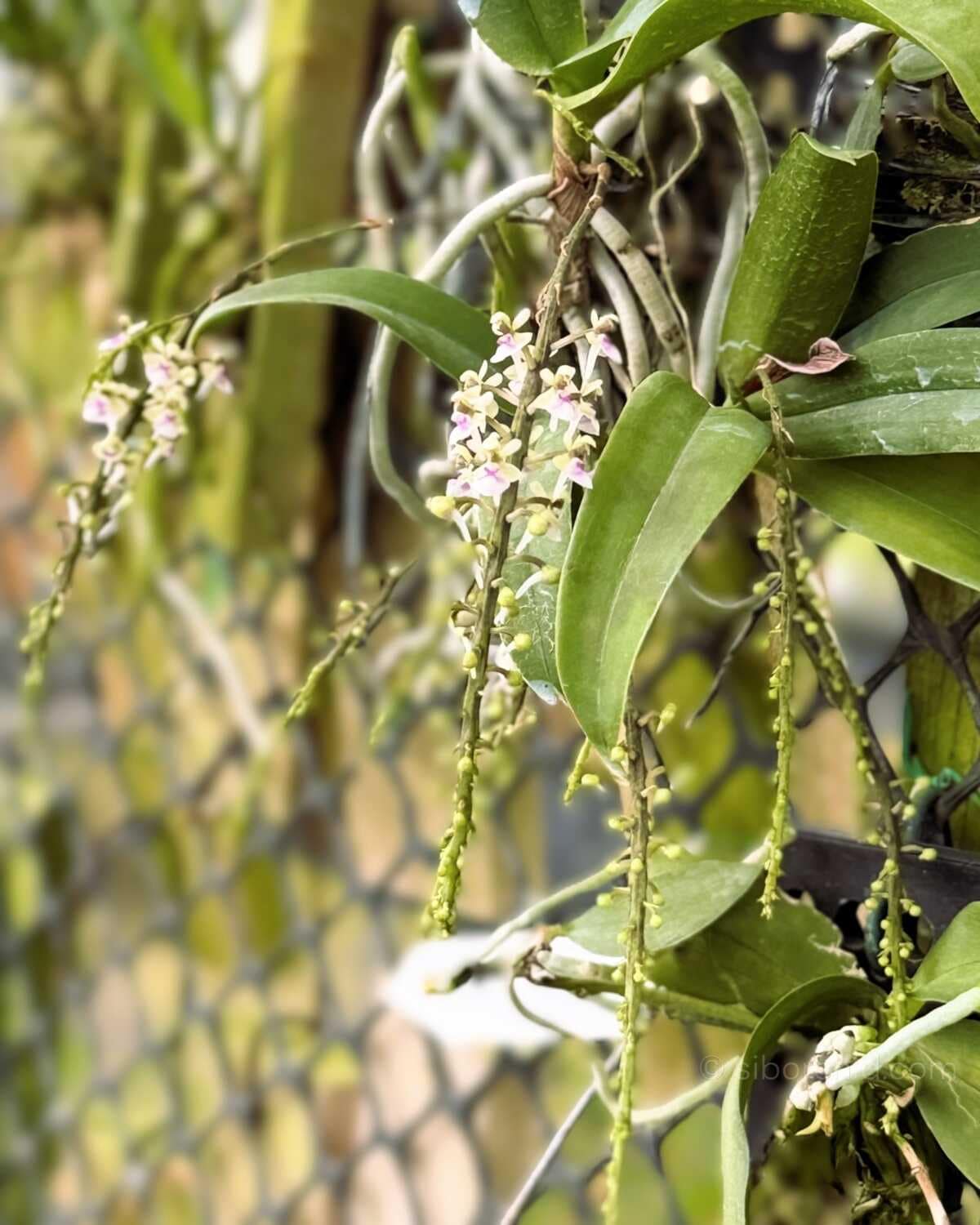 Saccolabiopsis pusilla