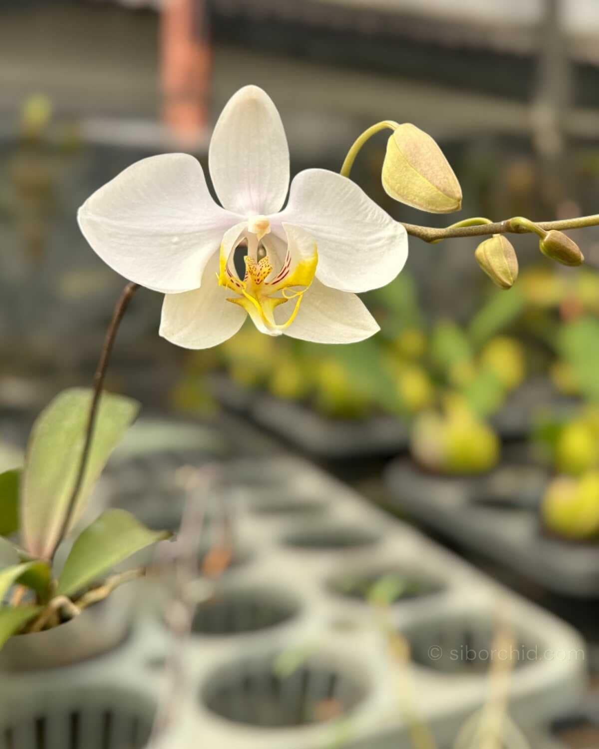 Phalaenopsis amabilis - Phalaenopsis amabilis