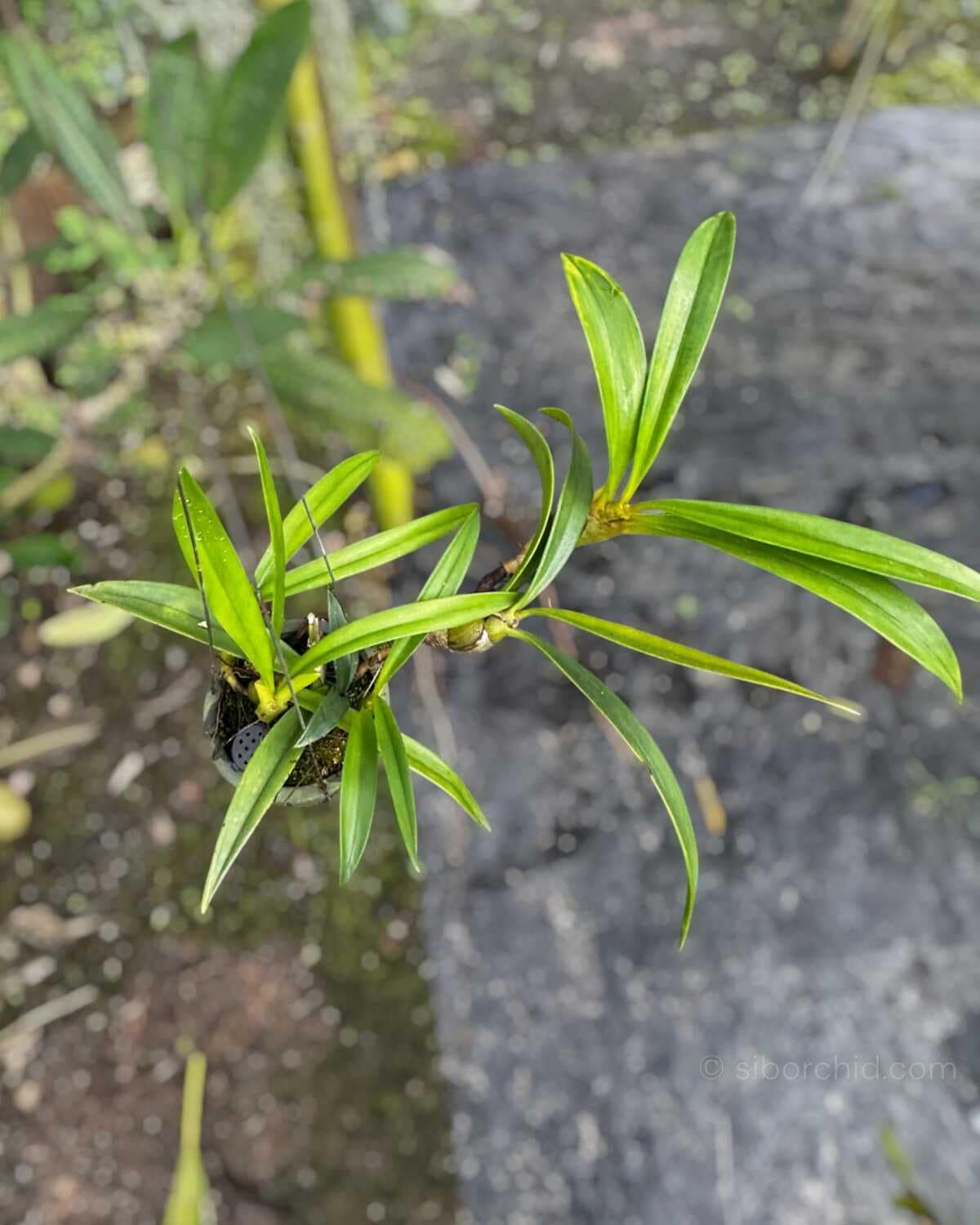 Eria ornata