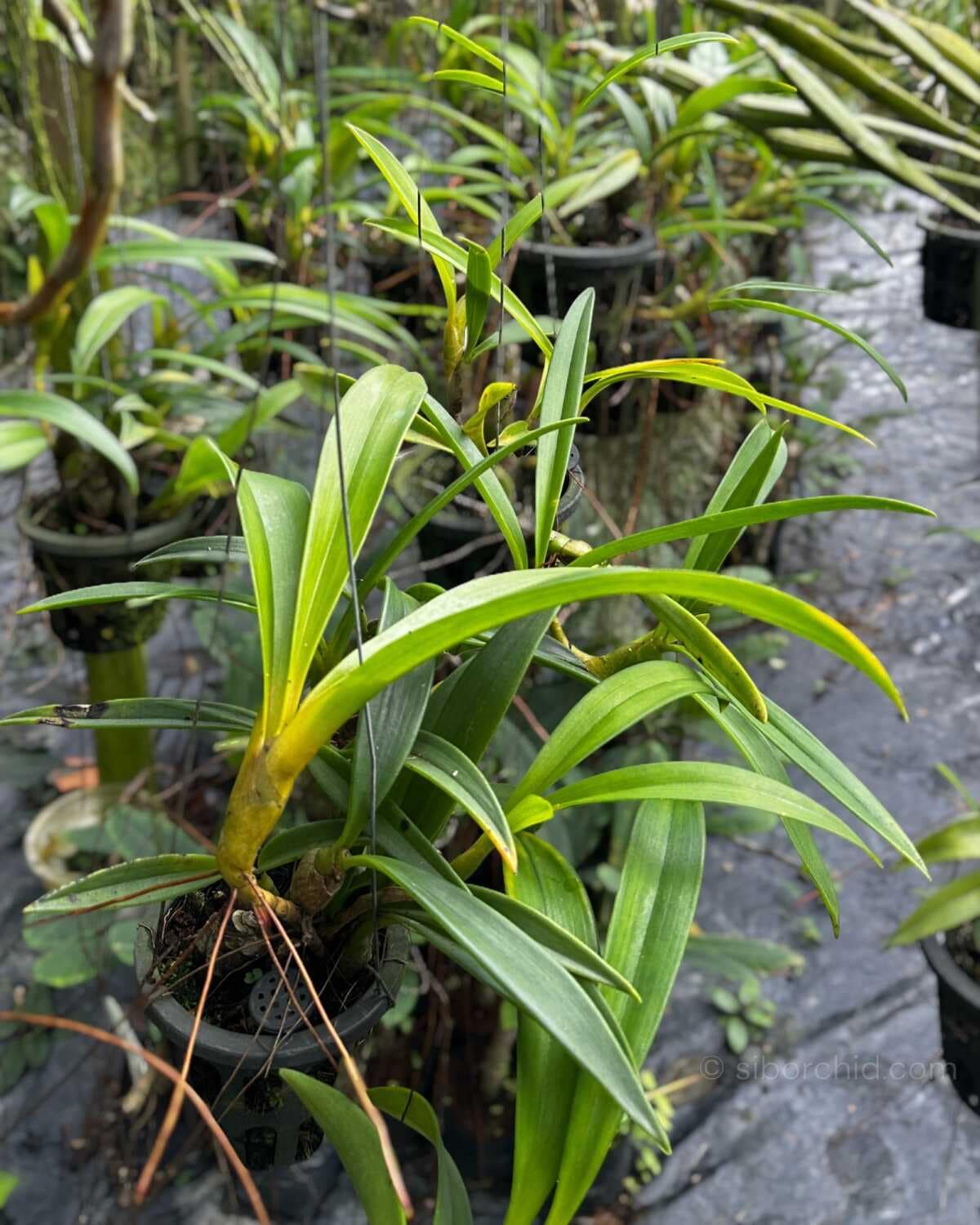 Eria ornata