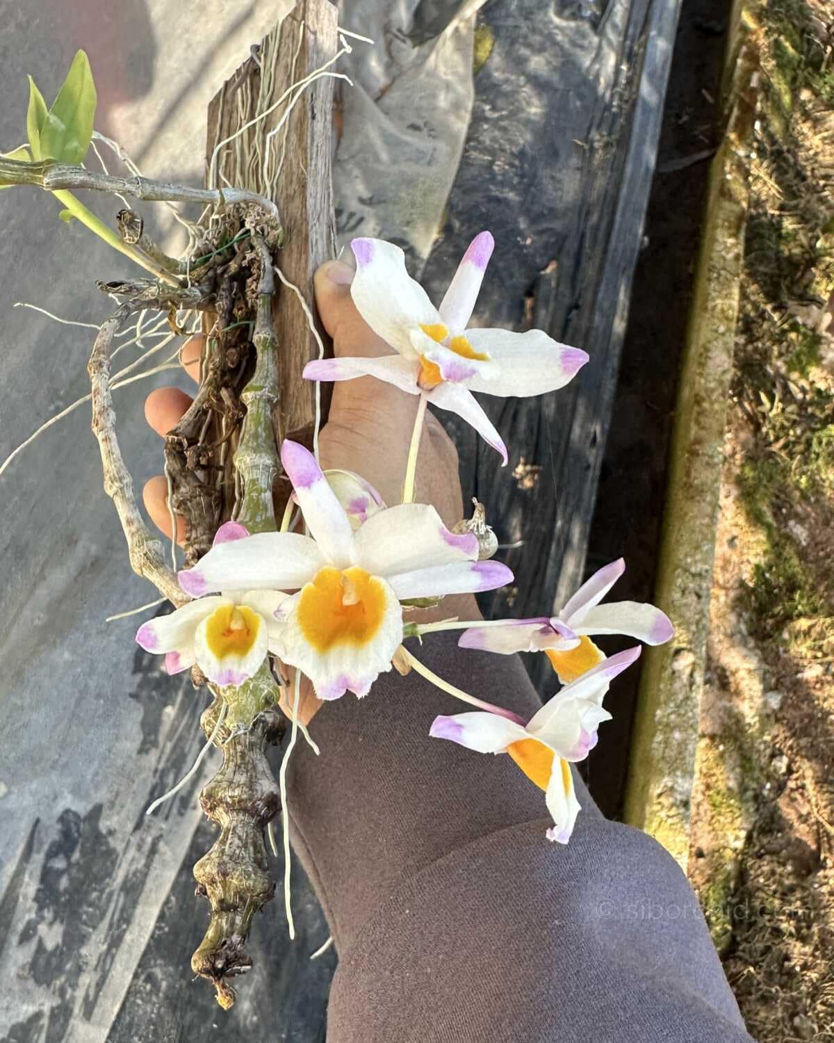 Dendrobium pendulum - Dendrobium pendulum for sale