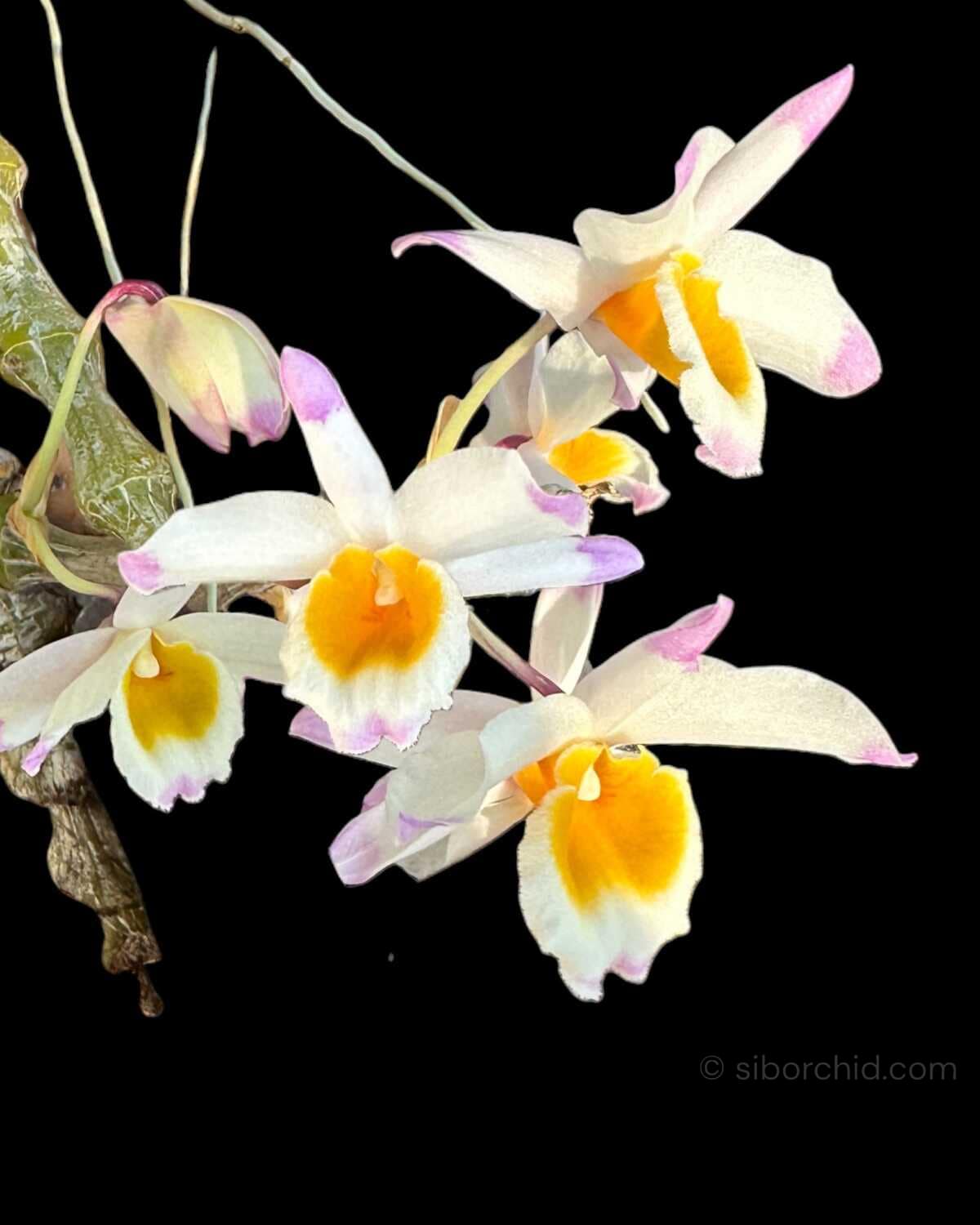 Dendrobium pendulum - Dendrobium pendulum for sale