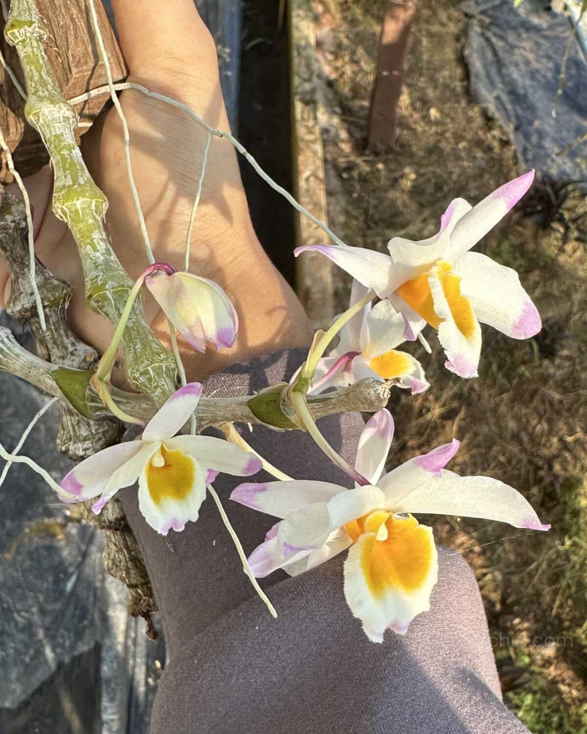 Dendrobium pendulum - Dendrobium pendulum - Image 3