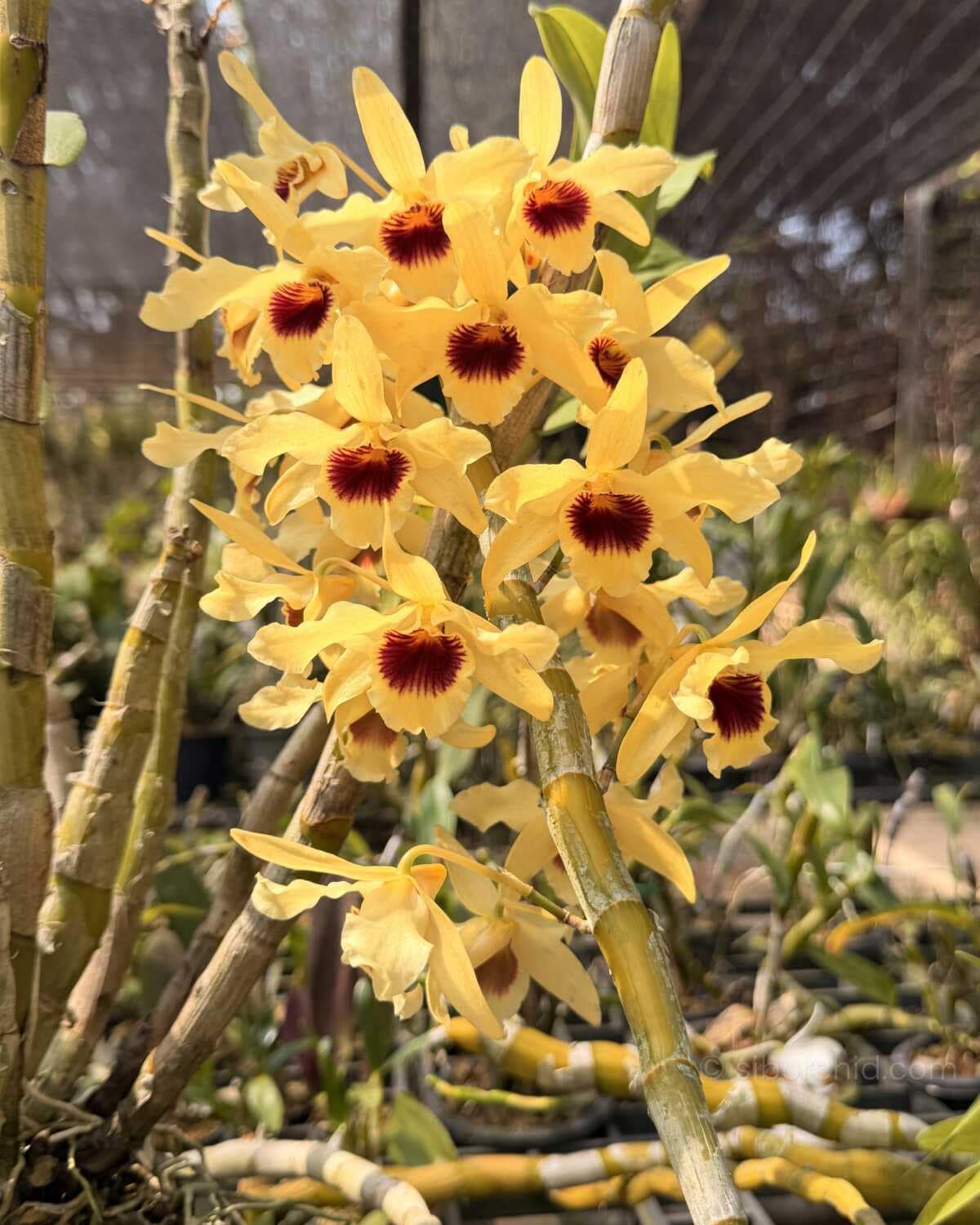 Dendrobium Nobile × Dendrobium friedricksonianum