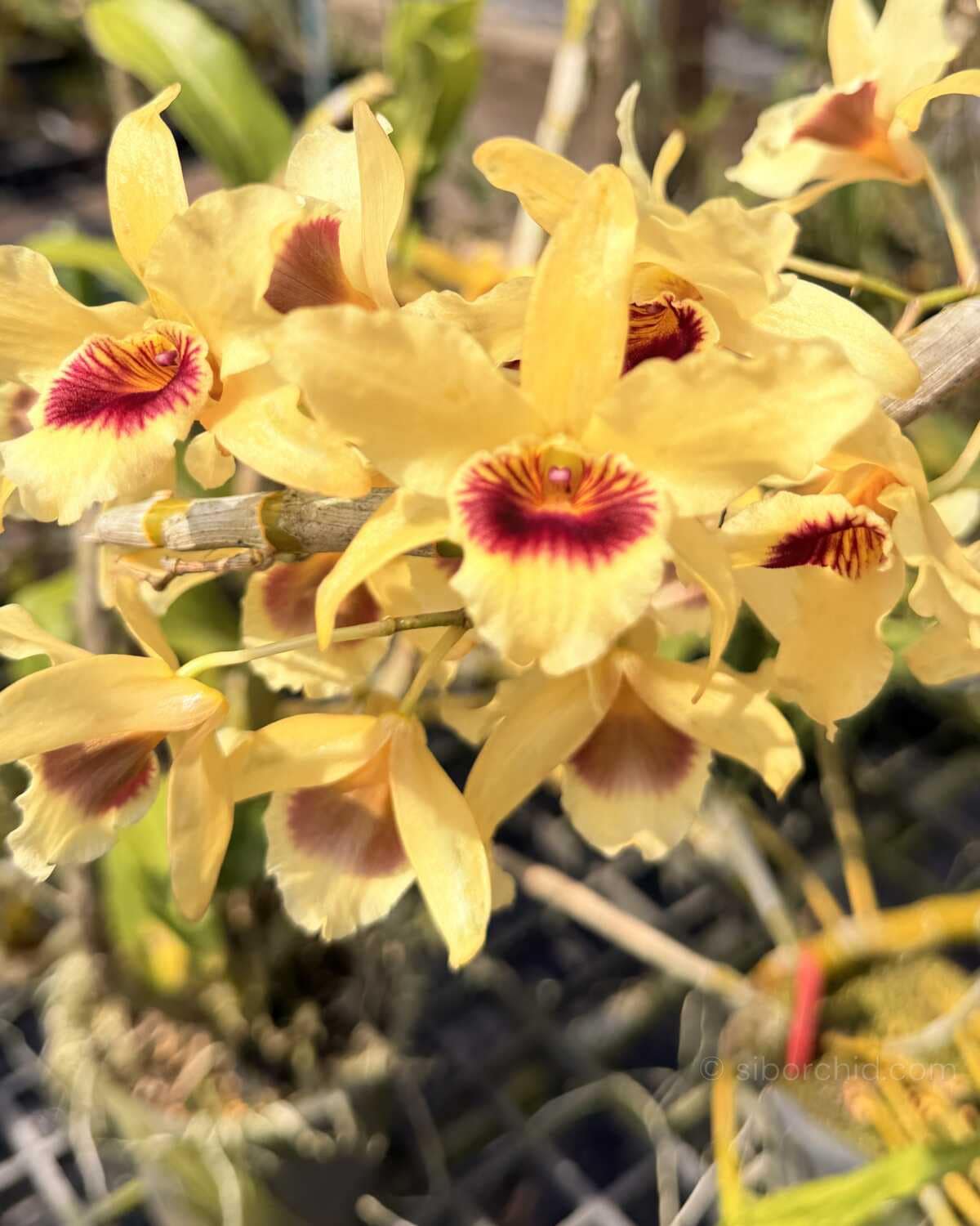 Dendrobium Nobile × Dendrobium friedricksonianum