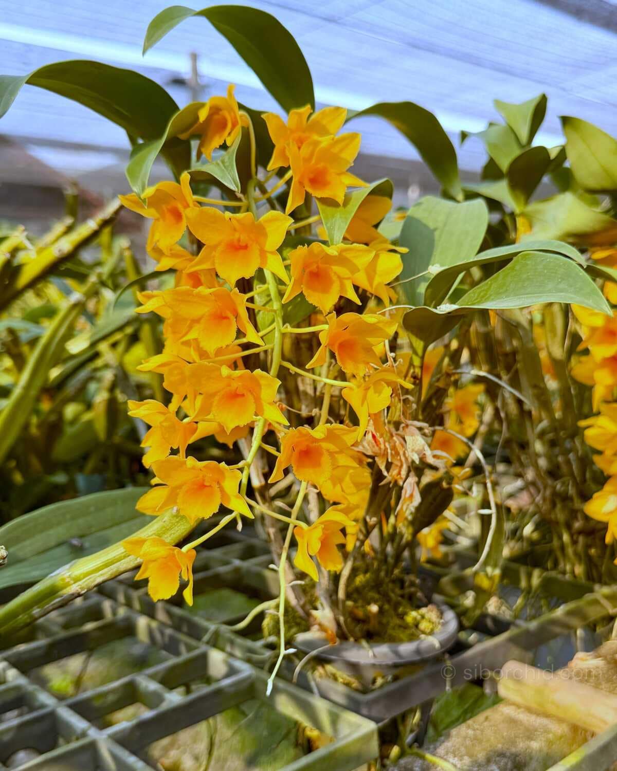 Dendrobium griffithianum - Dendrobium griffithianum