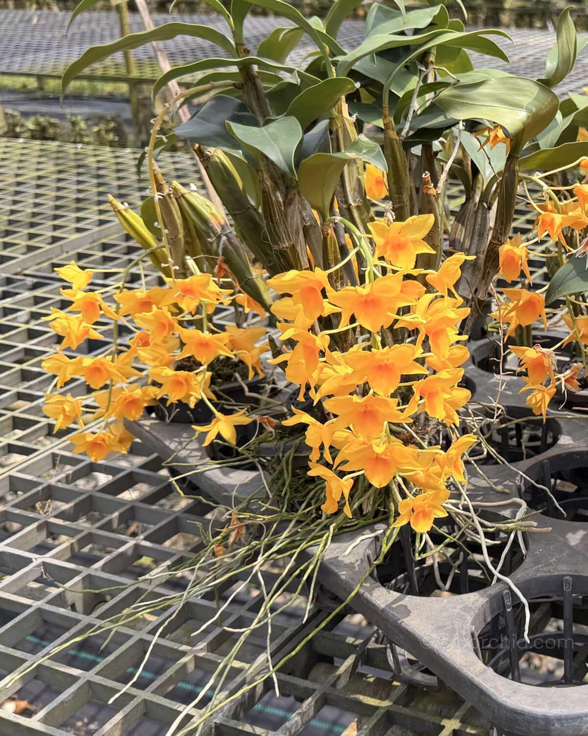 Dendrobium griffithianum - Dendrobium griffithianum