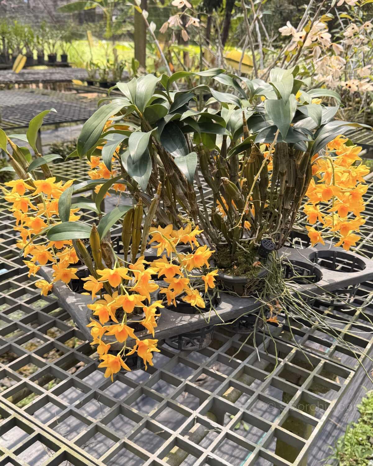 Dendrobium griffithianum - Dendrobium griffithianum