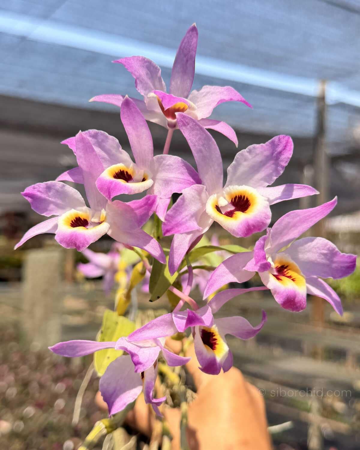 Dendrobium findlayanum var oculatum (Dark eye) - Dendrobium findlayanum