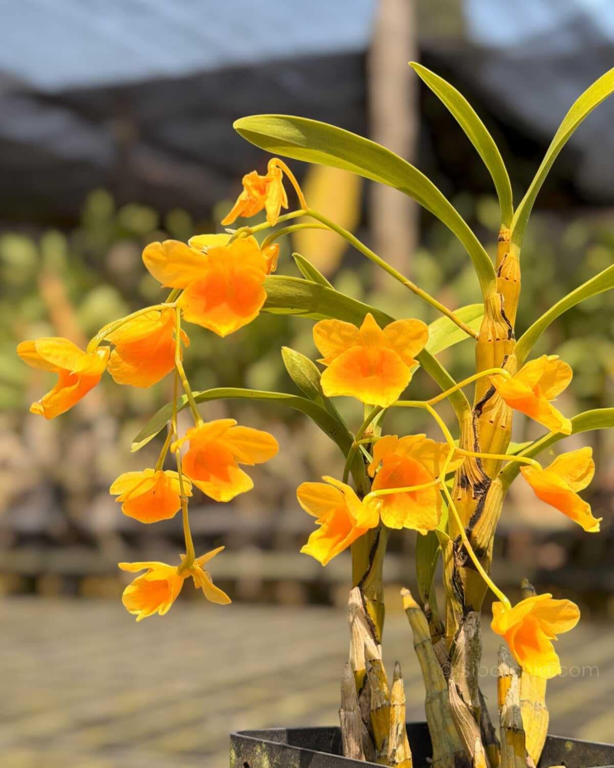 Dendrobium braianense - Image 2