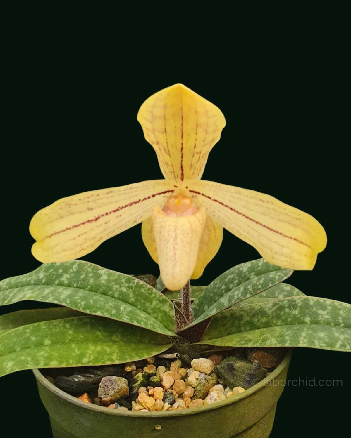 Paphiopedilum josianae - Image 4