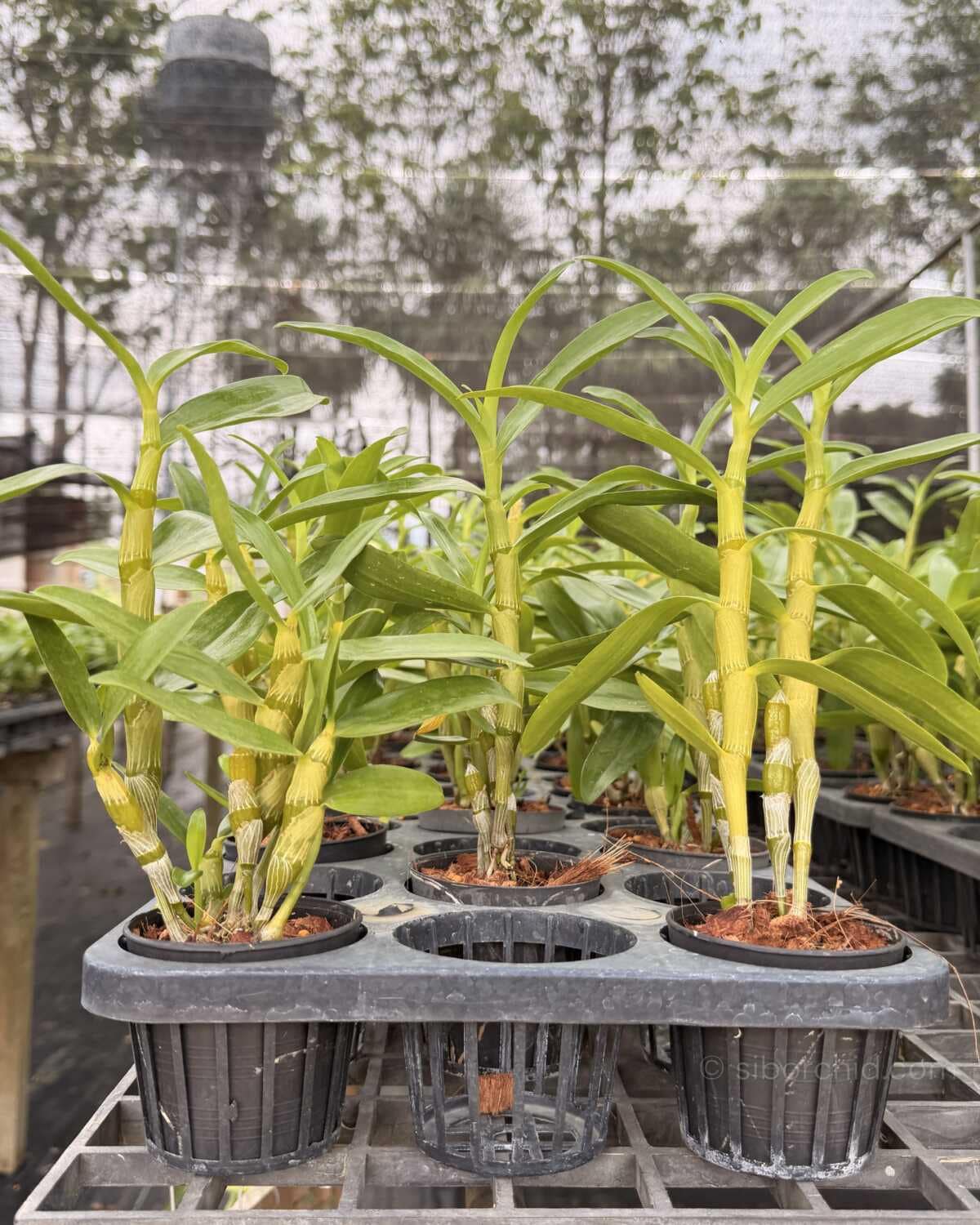 Dendrobium Rainbow Dance (Hybrid) (No89) - Dendrobium Rainbow Dance (Hybrid)